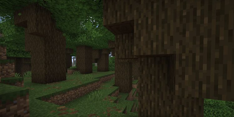 درختان بلوط تیره می‌توانند قطر بسیار زیادی داشته باشند.