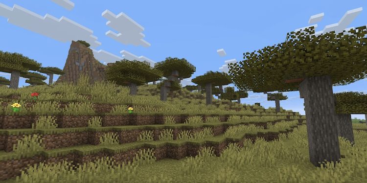 درختان آکاسیا حالت نارنجی رنگ زیبایی دارند.