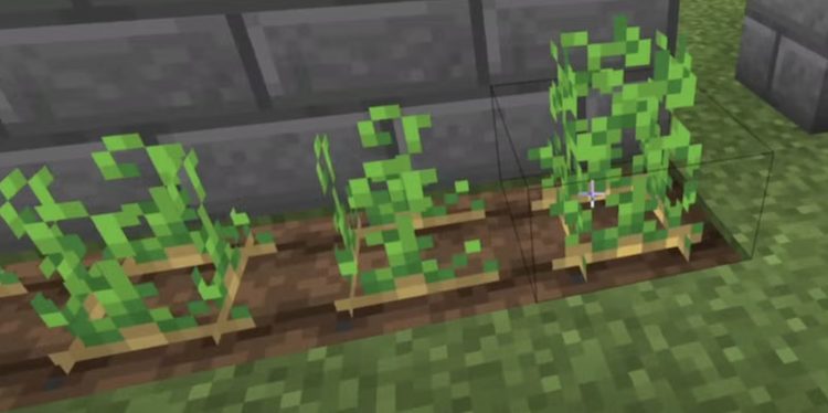 برای کاشتن سیب زمینی در بازی ماینکرفت نیازی به دانه نخواهید داشت.