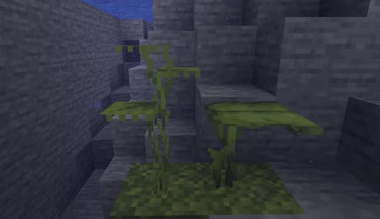 دریپ لیف در زیر آب