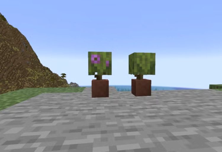 آزالیاها در گلدانها قرار گرفتهاند.