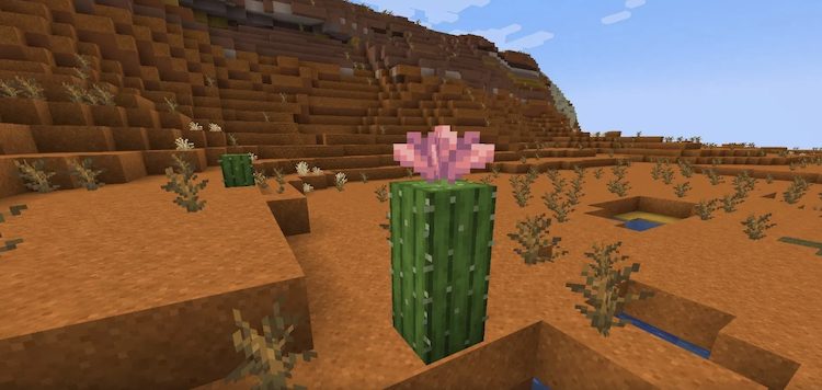 ساخت یک فارم کاکتوس بزرگ در ماینکرفت یک روش بقا محور برای بدست آوردن کاکتوس بیشتر در زمان کمتر محسوب میشود.