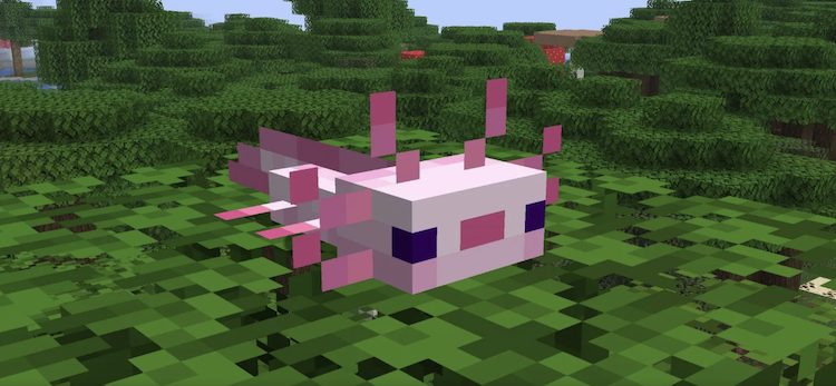 آکسولوتل کوچک مدل و تکسچر منحصر به فردی در بازی ماینکرفت دارد.